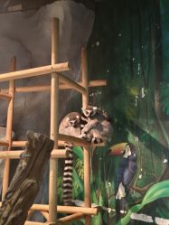 -Zoolung Zoolung动物主题公园(海信广场店)