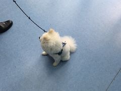 -博特宠物医院24h犬猫全科.骨科·异宠