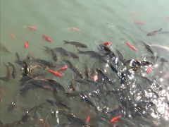 -黄花溪