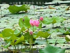 -长广溪湿地公园