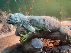 -上海大自然野生昆虫馆(东方明珠·爬宠昆虫探索中心)
