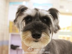 8773d31bgw1ejdaf0mpboj21kw11xjyf-诺比宠物医院心脏内科·泌尿肾内外科·骨科急重症