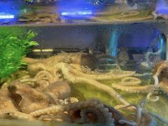 -V-ONE西雅图海鲜自助餐厅(仓山万达广场店)