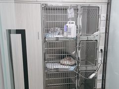 -半岛宠物医院24小时(科华中路店)