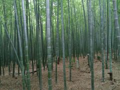 -宝岩生态观光园