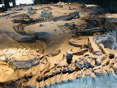 -自贡恐龙博物馆