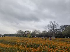 -海珠湖公园