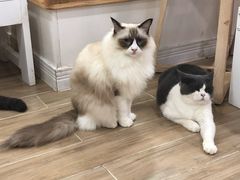 -李小姐の猫咖啡馆(五角场店)