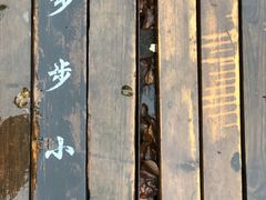 -青峰峡国家森林公园