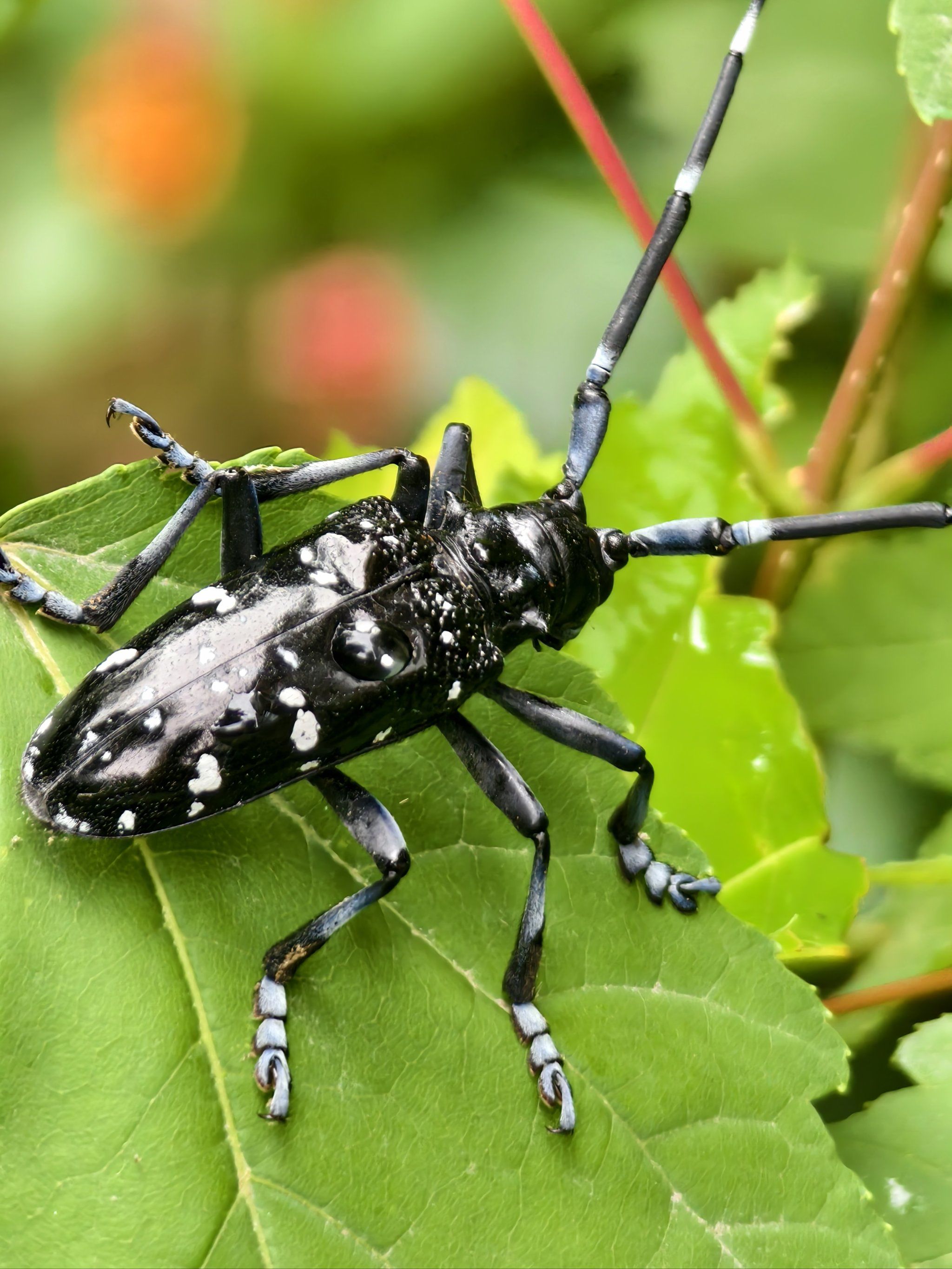这个是害虫还是益虫?