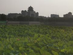 -莲花池公园