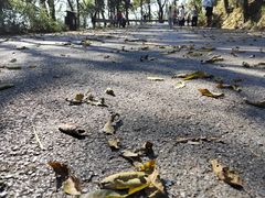 -岳麓山风景名胜区