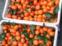 砂糖橘-双福水果批发市场
