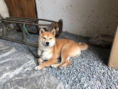 -云里小坐·小院里·团建·宴请·下午茶(三圣乡店)