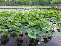 -长春市南湖公园