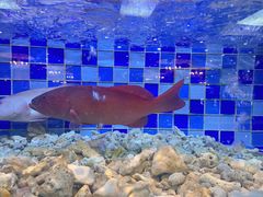 -渔家海鲜舫(宝湖路店)