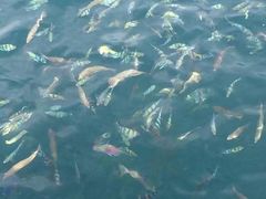 -东姑阿都拉曼海洋公园