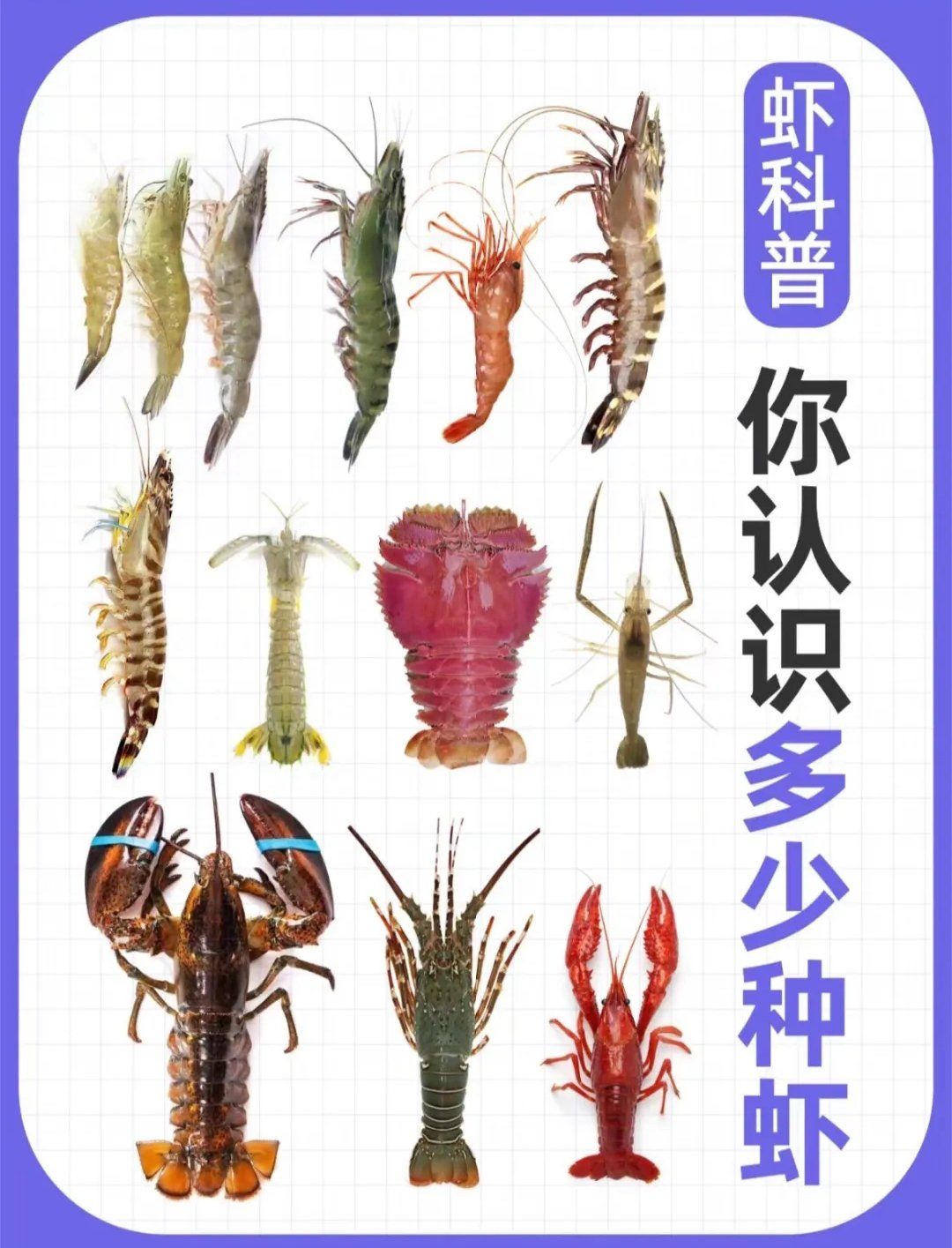 服务中心#海鲜#虾#虾类#0元玩转这座城今天分享虾的种类,因为品种很多