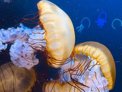 -珠海长隆海洋王国
