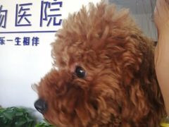-美联众合动物医院·伴可分院·内科中心医院