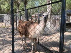 -长白岛森林公园