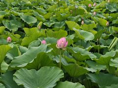 -莲池书院博物馆