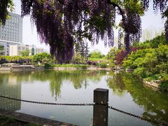 -嘉定紫藤园