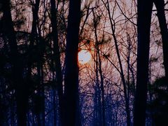 -合肥滨湖国家森林公园