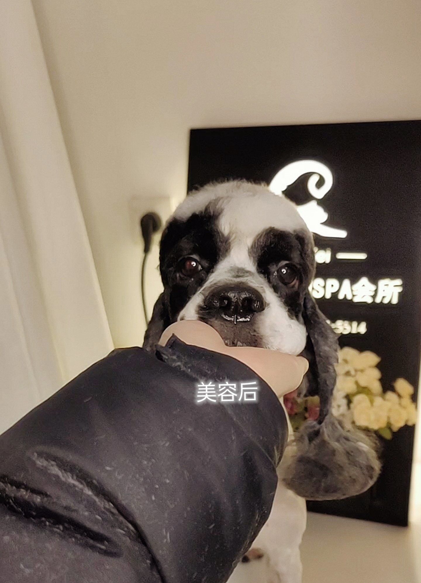 可卡犬小圆头 好可爱