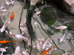 -正佳雨林生态植物园