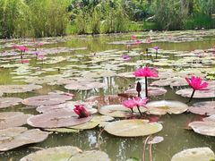 -中国科学院西双版纳热带植物园
