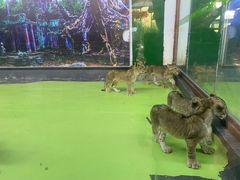 -栾川竹海野生动物园