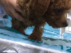 -瑞派宠物医院·24h·骨外科·皮肤科·全科宠物医疗转诊中心(沈阳浑南院)