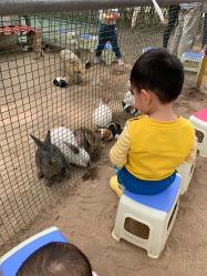 -上美四季动物农场