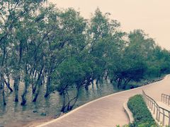 -宝安西湾红树林湿地公园