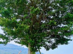 -艾米稻香小镇