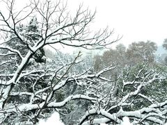 -武汉大学-樱园