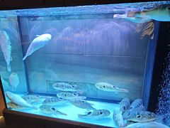 -肆月河豚·淮扬菜·湘菜(华天店)