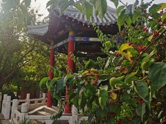 -桃花堤公园