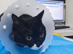 -达爱动物医院·犬猫分区·CT·复杂眼科(远洋山水分院)