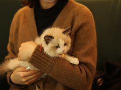 -李小姐の猫咖啡馆(五角场店)