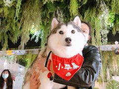 -Husky Go! 哈士奇体验馆·宠物咖啡厅狗咖