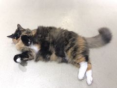 -藏猫猫咖啡主题馆(中央大道店)