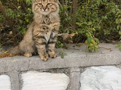 -北京西山国家森林公园