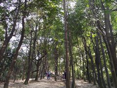 -火炉山森林公园