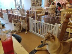 -豆柴町-柴犬主题狗咖(红鼎国际C座店)