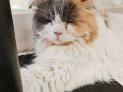 -喵园·猫主题咖啡厅·撸猫·猫咖(国贸店)