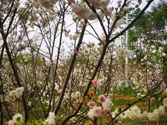 -天适樱花悠乐园