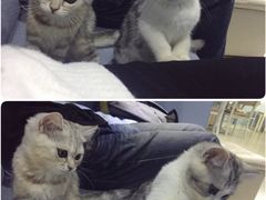 -喵的天空名猫咖啡馆·撸猫·猫舍·用品