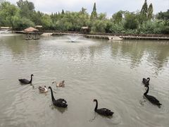 -溱湖国家湿地公园